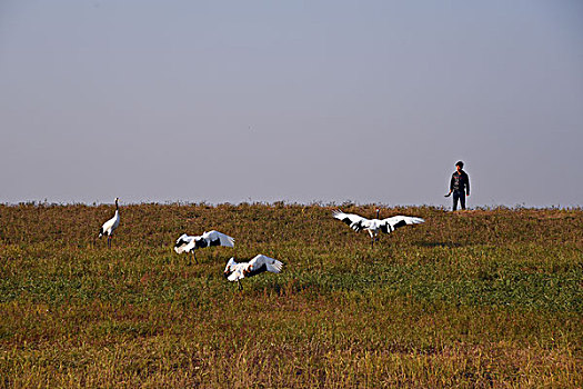 cầu bach thủ