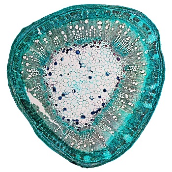 dự đoán xổ số wap hôm nay